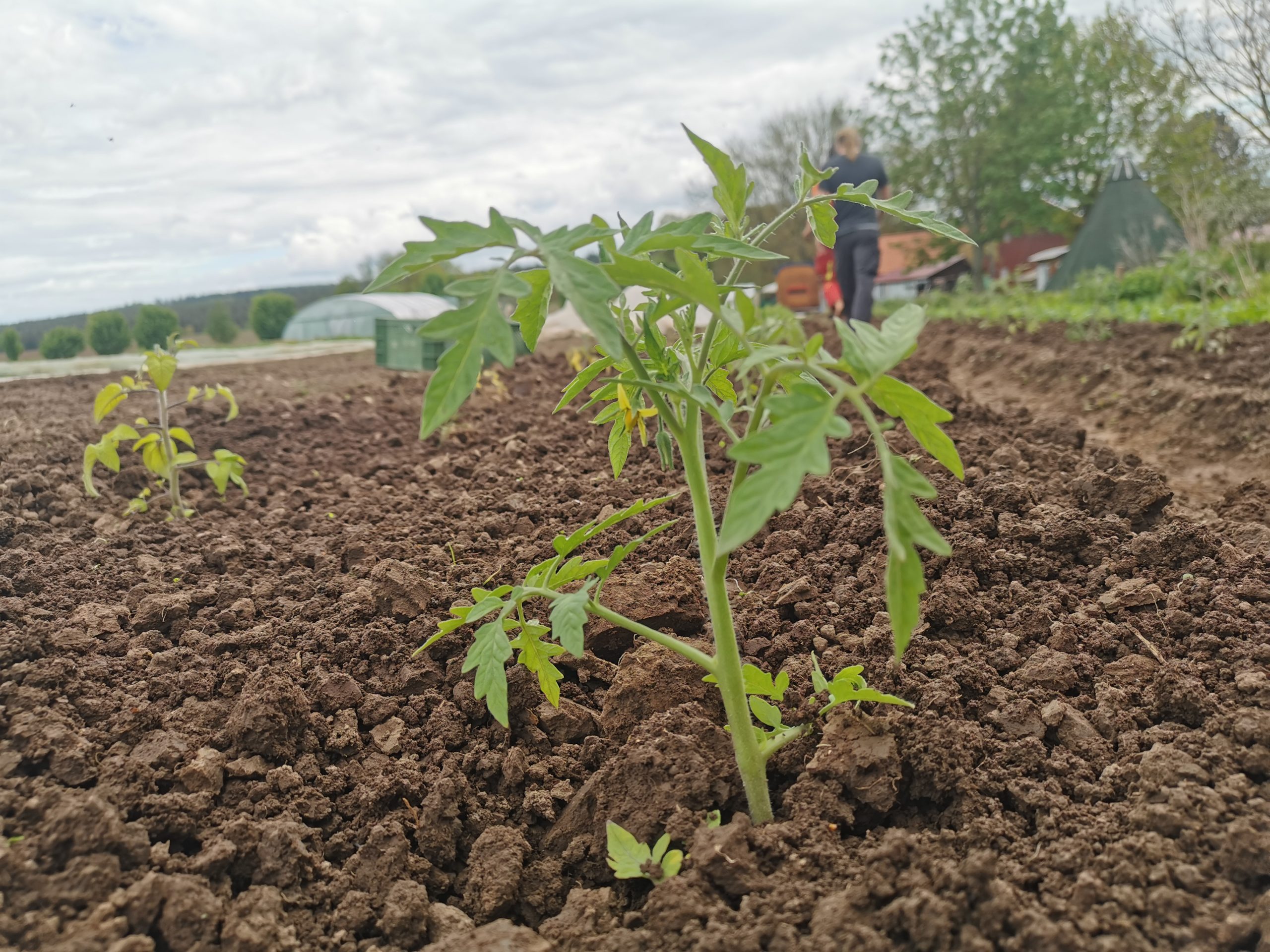 Read more about the article Heute haben wir unsere Freiland-Tomaten und Paprika ausgepflanzt